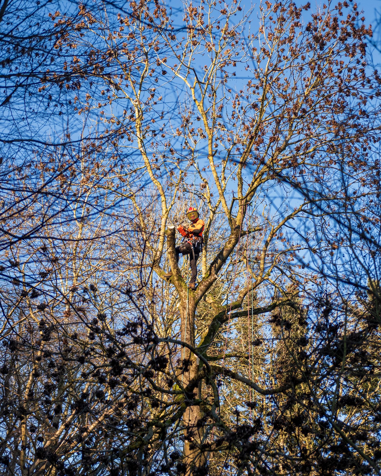 Bei frostigen Temperaturen stehen die meisten unserer Baustellen still – in der Baumpflege allerdings ist Hochsaison für Fällungen. 🌳
Steve und Finn nehmen euch mit zu einer Fällung mit Seilklettertechnik.
#oargalabau #oarbaumpflege #baumpflege #skt #baumfällung