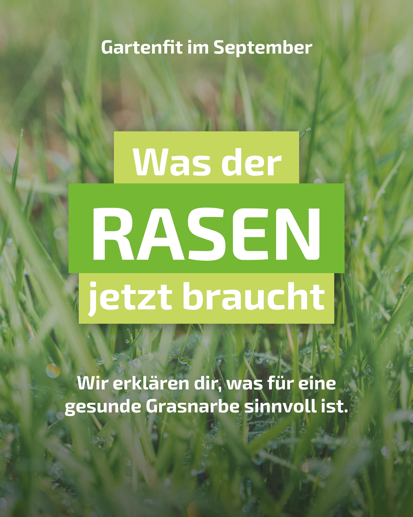 Hast du einen Rasen, der in diesem Herbst nochmal in Schwung kommen soll? Das ist für den September wichtig!
Von jetzt an geben wir dir jeden Monat neue Gartentipps und Tricks, um deinen Garten in Top-Form zu halten 🌿 Folge uns, um es nicht zu verpassen!
#gartenpflege #rasenpflege #düngen #vertikutieren #gartentipps