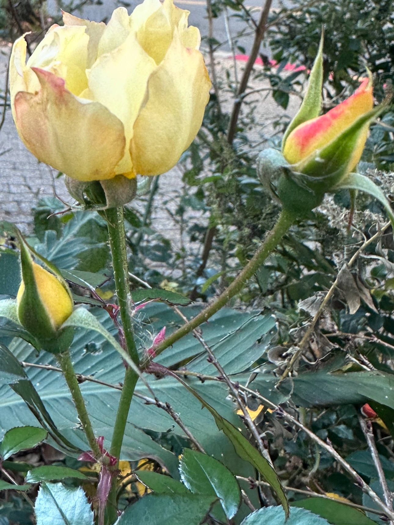 A huge thank you to everyone who joined us for our first hands-on garden class with A Living Library (A.L.L.) on Roosevelt Island!
Your curiosity, energy, and care made the afternoon truly special.
Together, we:
🍂 Learned how to prune fruit trees and shrubs
🌱 Practiced propagating new plants (and many of you took home your own cuttings!)
🌾 Helped put the garden to sleep for the winter with mulching and seasonal cleanup
🤝 Strengthened our sense of community and connection to nature
Even as the season winds down, the garden is still full of life — and we captured it!
Swipe through to see what’s still blooming and thriving as we move toward winter: bright herbs, hardy flowers, and the last flashes of autumn color. 🍁💚
We are so grateful for everyone who showed up, shared stories, asked questions, and worked side by side to care for this space. This is what community stewardship looks like. 🌱✨
Special thanks to the NYC Green Fund Parks Initiative for supporting this program and helping us bring garden education to Roosevelt Island.
Stay tuned for details on our next class