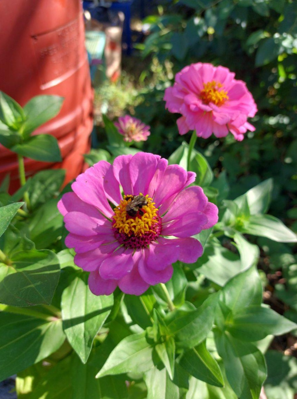 After many months of planting, maintenance, and dedicated care, our NYC garden is truly coming together.
What began as carefully placed seedlings blossomed over this past summer into a vibrant, flourishing landscape filled with color and life. Through our continued progress with the New York Green Development Grant, we’ve expanded our collection of native plantings intentionally selecting species that strengthen biodiversity and support the pollinators. Unfortunately, their population has declined to near extinction due to pesticides, diseases, and climate change. Given the island's substantial population, creating a bountiful ecosystem is integral. This summer we dedicated efforts to planting butterfly bushes, milkweed and nectar filled natives to promote the growth of the monarch population.
Today, A Living Library’s Garden on Roosevelt Island is ready to emerge as a thriving pollinator pathway welcoming bees, butterflies, and other essential pollinators for spring 2026!