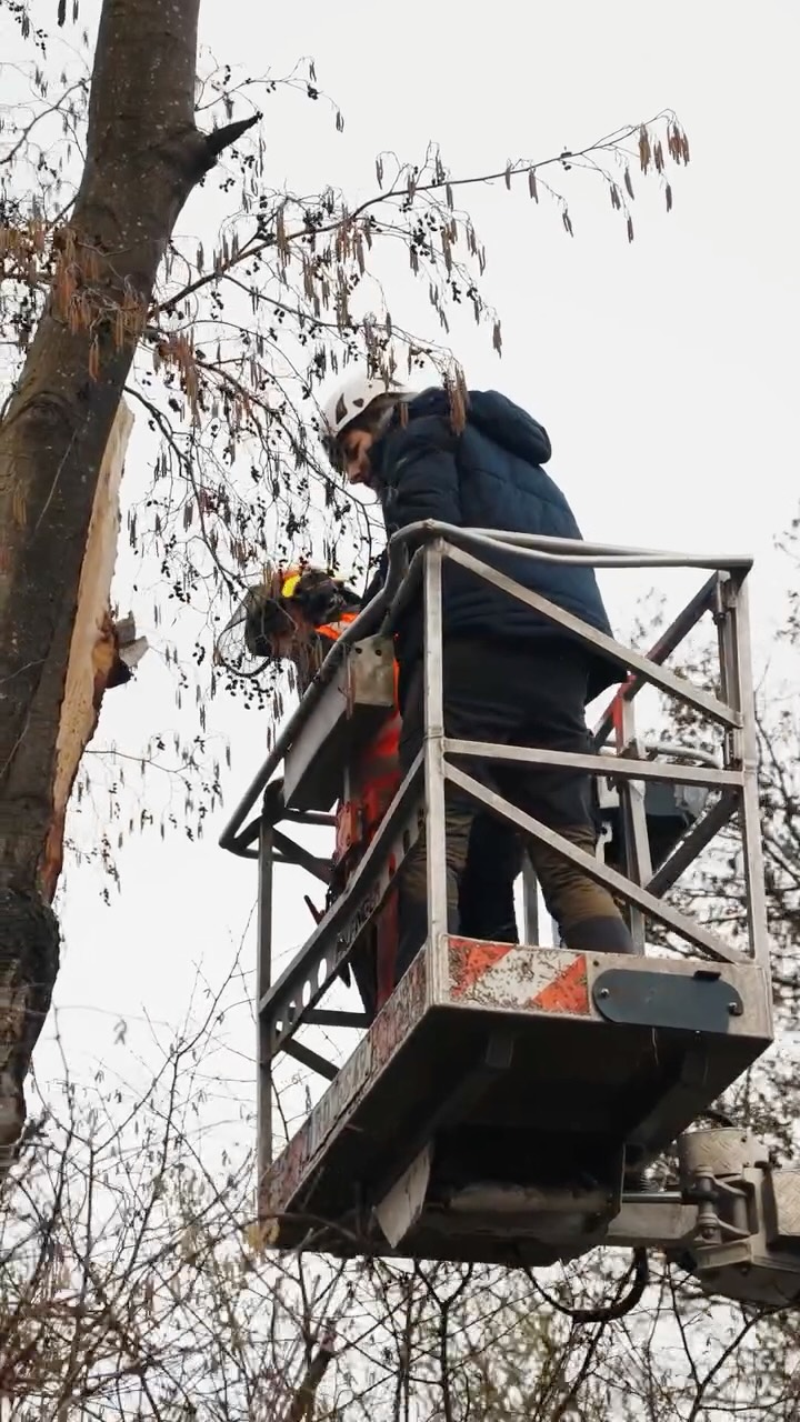Die Baumfällsaison hat in der letzten Woche mit einer spannenden Fällung einen Abschluss gefunden! 🪵
An der Veloroute 10 musste ein bruchgefährdeter Baum gefällt werden - Diesen Baum haben wir in Windeseile und mit biologischer Begleitung gefällt. Ein Teil der Stämme wurde als Lebensraum bzw. Habitatstamm stehen gelassen 🐞👏
#oargalabau #baumfällung #hubarbeitsbühne #habitatstamm