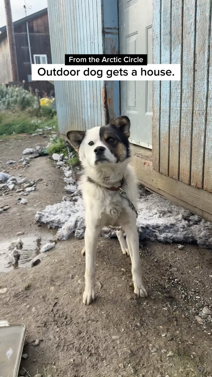 Straw For Dogs