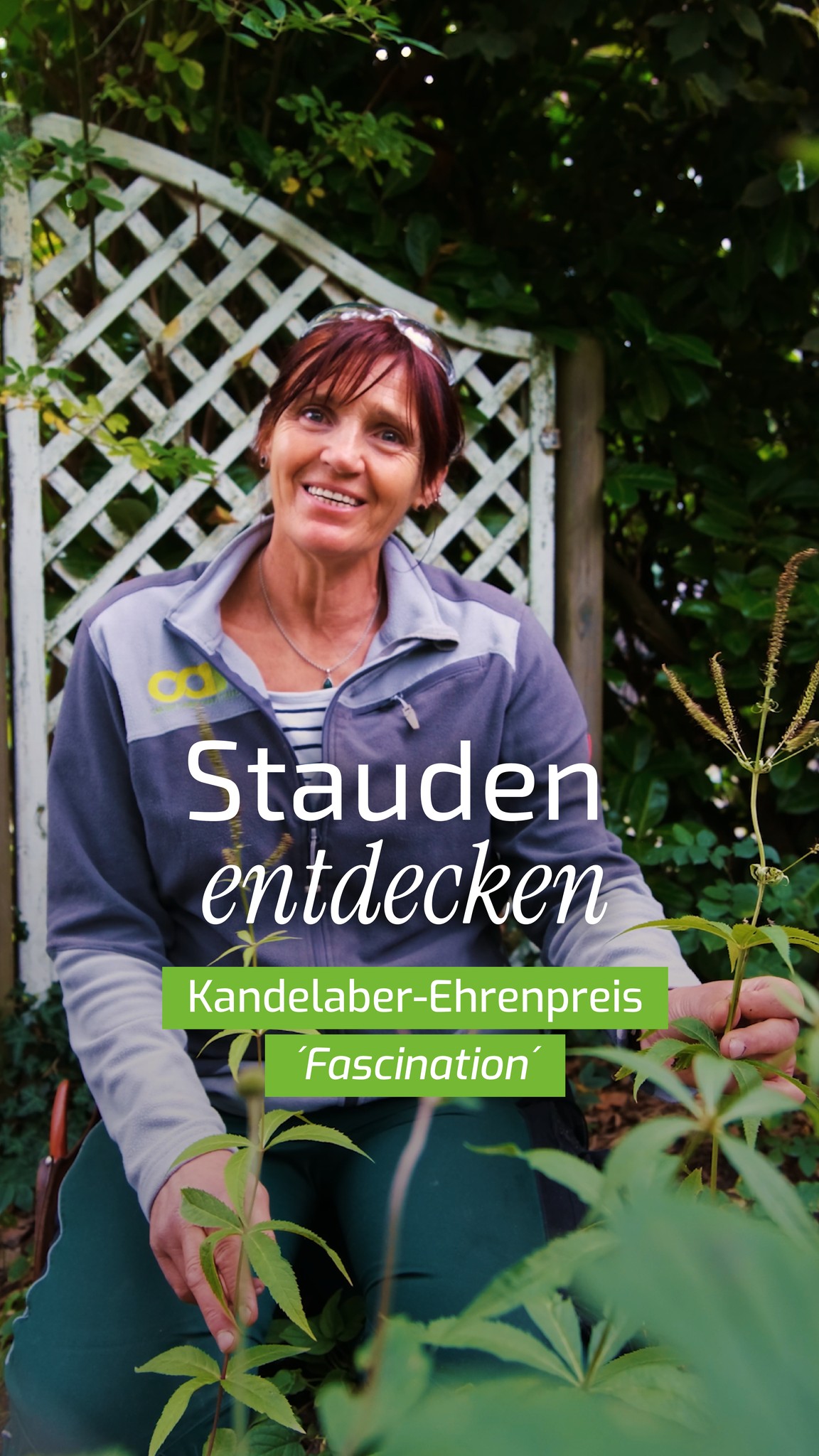 🌿 Diese Staude kann was
Unsere Gärtnerin Anja aus der Dauerpflege ist besonders vom Kandelaber-Ehrenpreis ´Fascination´ begeistert:
Mit seinen hohen, filigranen Blütenständen bringt er Struktur und Farbe ins Staudenbeet und blüht von Juli bis August. 🌸
Ein weiterer Pluspunkt: Schnecken lassen ihn weitgehend in Ruhe. Gleichzeitig sind die zahlreichen kleinen Blüten eine wertvolle Nahrungsquelle für viele Insekten. 🐝
Am liebsten steht die Staude sonnig bis halbschattig auf einem frischen, nährstoffreichen Boden. Eine schöne Pflanze für alle, die Höhe, Blüten und Farbtupfer ins Beet bringen möchten. 🌱
In unserem neuen Format stellen wir euch immer wieder besondere Stauden vor.
👉 Welche sollen wir als nächstes vorstellen? Schreib uns deinen Vorschlag in die Kommentare!