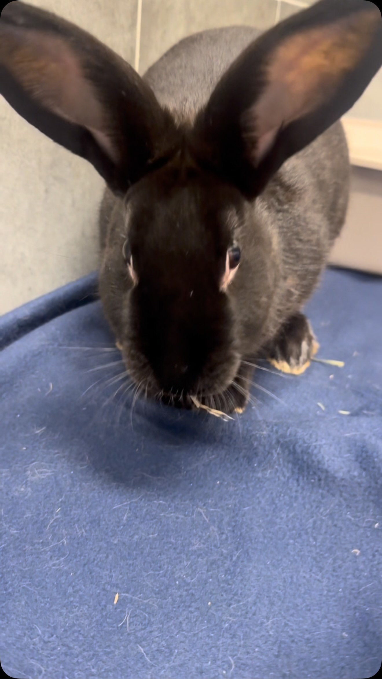 Give a royal hello to Empress Marie! 👑🐰
This adorable 1-year-old bun has a gentle, social personality and a little bit of royal charm! Empress Marie is a spunky girl with a beautiful personality who loves being around people. Now, she’s ready to find her forever family and a castle to call her own! 🏰
Could you be the royal companion she’s been waiting for? Meet Empress Marie at Nevada SPCA! ♥️
#adoptashelterpet #bunny #lasvegas #nevadaspca