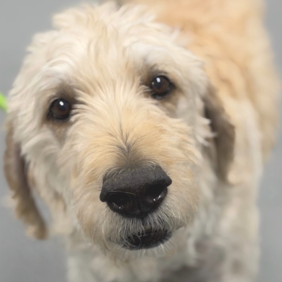 Meet Bear! 🐻 This lovable doodle is just under 9-years-old (77 lbs) and has a big, bubbly personality to match his adorable face!
Bear is a social butterfly who loves playtime, car rides, and, most of all, being by his family’s side. He’s a wonderfully sweet, friendly boy who is sure to bring lots of love and happiness to his forever home.
Bear arrived in our care suffering from allergies that caused him to lose some of his fur. He’s currently receiving allergy medication, and we’re happy to see his beautiful coat beginning to grow back!
Bear has experience around both cats and other dogs (meet-and-greet with any current household dogs). He’s ready to find a loving family to call his own and become the beloved companion he’s meant to be. We just know he’ll steal your heart! ♥️
Meet Bear at Nevada SPCA! 🏡 🐾
#adoptashelterdog #labradoodle #lasvegas #nevadaspca