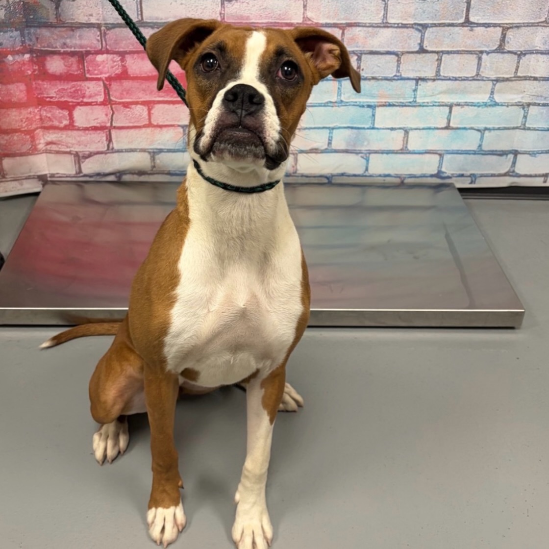 Say hello to Skyy! 💞
This adorable 7-month-old Boxer (38 lbs) is ready for her next chapter as a beloved member of a forever family! Skyy is a playful, energetic, and friendly girl who would love to be included in all of life’s adventures.
She has experience around kids who know how to be gentle, and other pups. As a youngster, Skyy will need continued training, guidance, and positive reinforcement to help her grow into her very best self. She’s looking for a committed, active family who can give her the time, patience, training, and love she deserves! 🏡 🦴 ♥️
Meet Skyy at @subaru_lv Halloween Hounds adoption event today! 👻🎃
#adoptashelterdog #boxer #lasvegas #nevadaspca