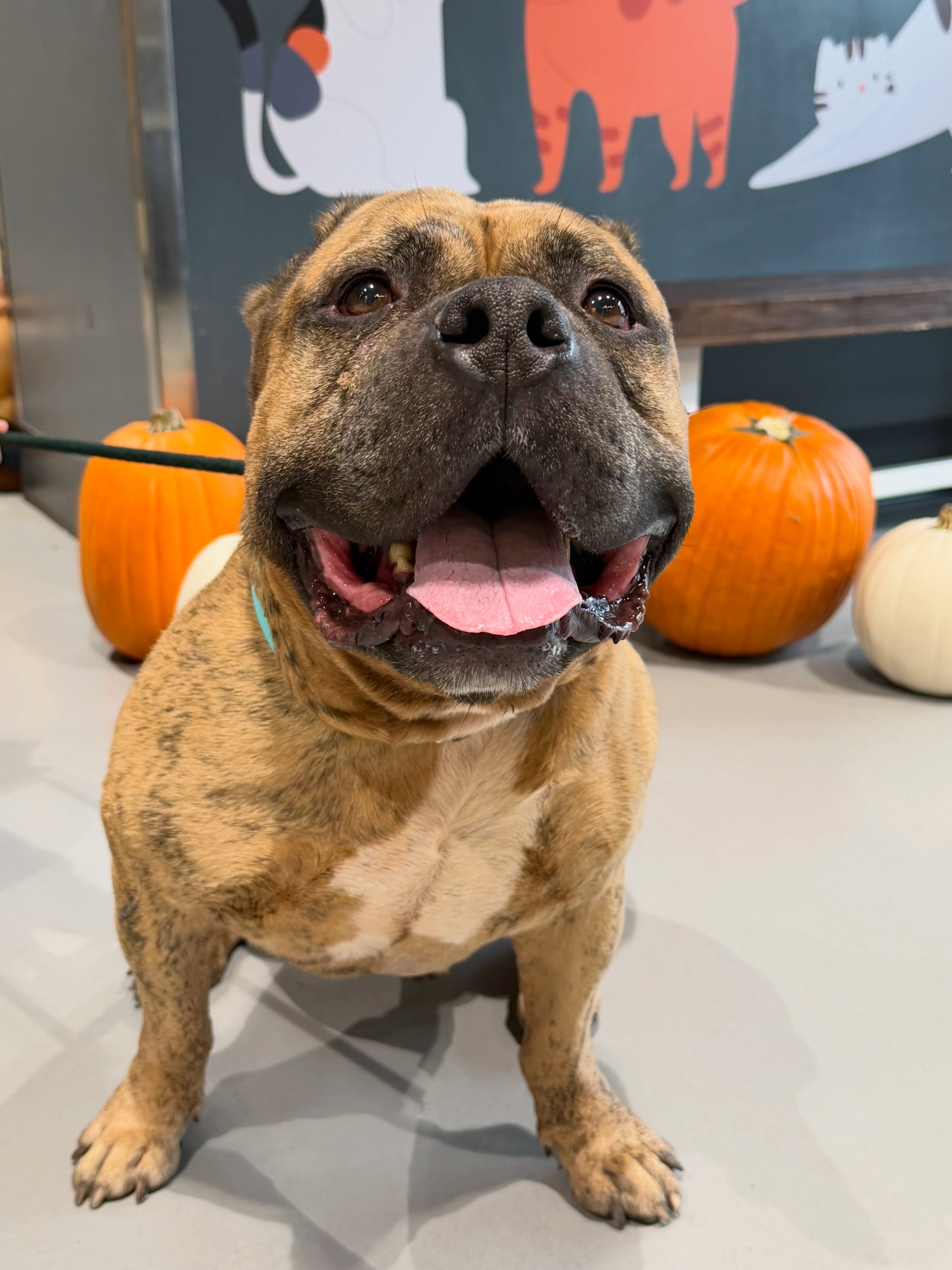 When Roger arrived in our care, he came with badly cropped ears. 😔
So…we decided to give him a few new ear “options” this Halloween. 🥹
Roger is just the sweetest 7.5-year-old brindle boy (73 lbs) with the gentlest spirit. He’s easygoing, incredibly friendly, and a total social butterfly! His favorite things include couch cuddles, keeping his favorite humans company, and, of course, enjoying a few tasty treats. 🦴
This lovable couch potato is looking for a home where he will get the love, care, and commitment he truly deserves. He has such a big heart and he’s ready to share it with someone special.♥️🐾
Meet Roger at Nevada SPCA today!
#adoptashelterdog #lasvegas #nevadaspca