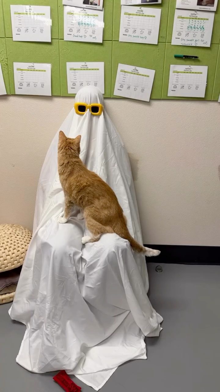 We might be haunted…idk 👻
But don’t let that scare you away.
Come visit Nevada SPCA and find your very own “boo”! 🎃🐾🦴
#adoptashelterpet #happyhalloween #lasvegas #nevadaspca